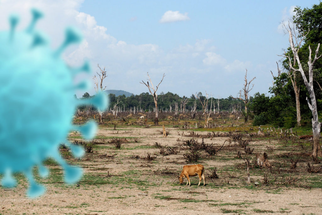 Collage of corona virus in front of a degraded deforestation landscape